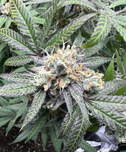 Black Jack Autoflower Cannabis Plant