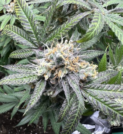 Black Jack Autoflower Cannabis Plant