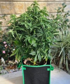 Cream and Cheese CBD Beginning Stages