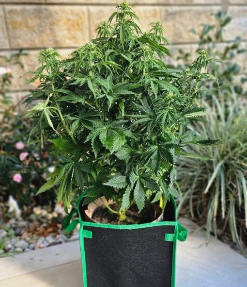 Cream and Cheese CBD Beginning Stages