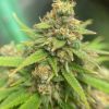 Cream and Cheese CBD Cannabis Plant