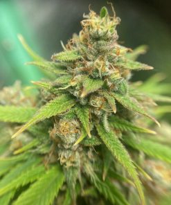 Cream and Cheese CBD Cannabis Plant