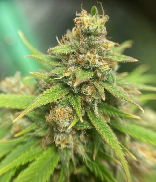 Cream and Cheese CBD Cannabis Plant