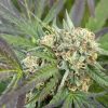 Fruity Pebbles Feminized Cannabis Plant