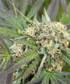 Fruity Pebbles Feminized Cannabis Plant