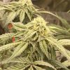 Moby Dick CBD Cannabis Plant