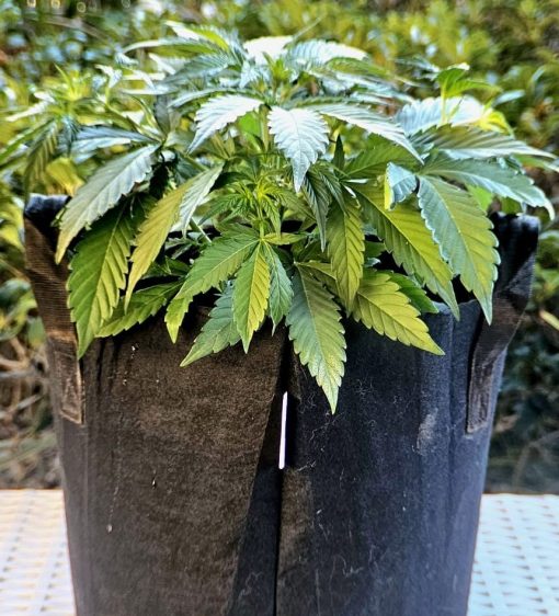 Purple Sunset Autoflower Beginning Stages