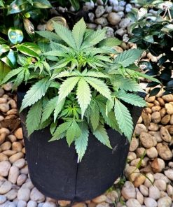 Super Silver Haze Autoflower Beginning Stages