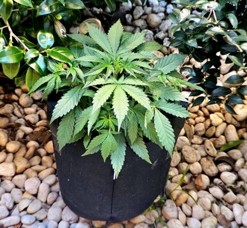 Super Silver Haze Autoflower Beginning Stages