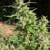 Super Silver Haze Autoflower Cannabis Plant