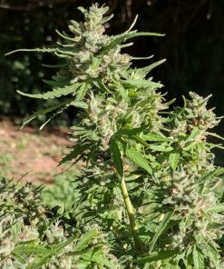 Super Silver Haze Autoflower Cannabis Plant