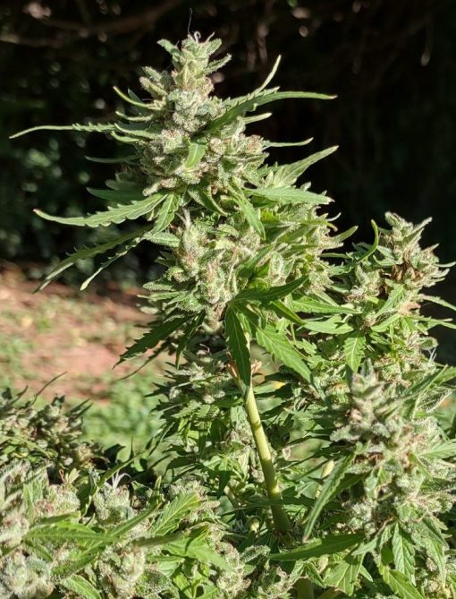 Super Silver Haze Autoflower Cannabis Plant