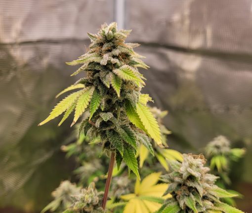 24K Gold Autoflower Cannabis Plant