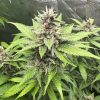 Black Diamond Cannabis Plant
