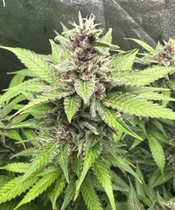 Black Diamond Cannabis Plant