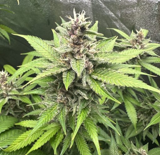 Black Diamond Cannabis Plant
