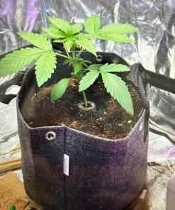 Mimosa Feminized Beginning Stages of Growth