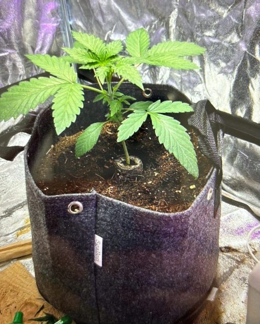 Mimosa Feminized Beginning Stages of Growth