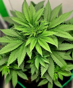 Jack Herer Autoflower Beginning Stages