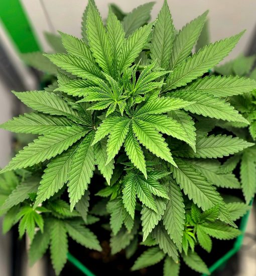 Jack Herer Autoflower Beginning Stages