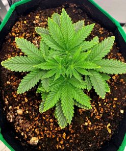 Chocolope Autoflower Beginning Stages