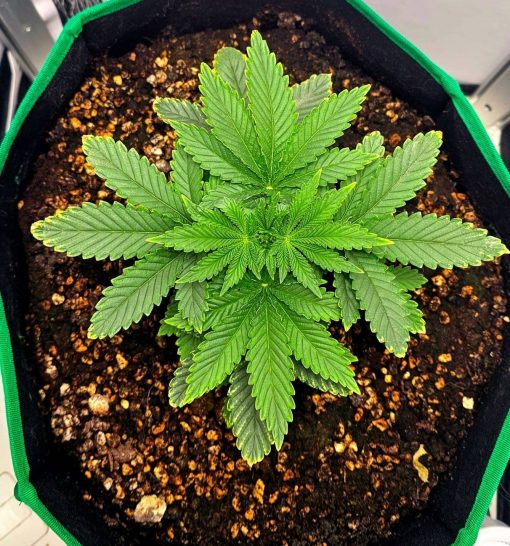 Chocolope Autoflower Beginning Stages