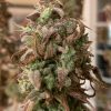 Chocolope Autoflower Cannabis Plant