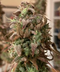 Chocolope Autoflower Cannabis Plant