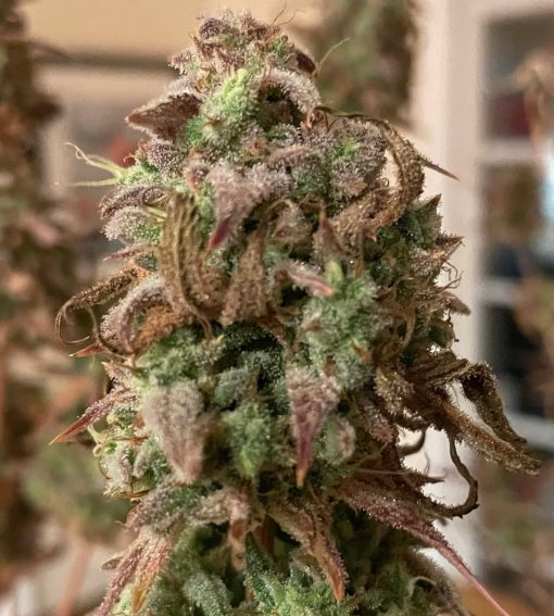 Chocolope Autoflower Cannabis Plant