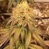 Lemon Tree Feminized Cannabis Plant