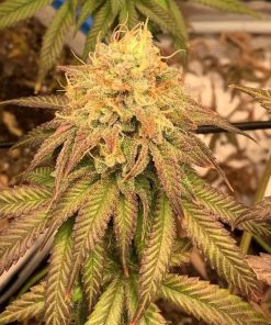 Lemon Tree Feminized Cannabis Plant