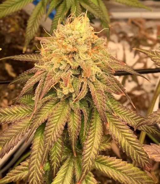 Lemon Tree Feminized Cannabis Plant