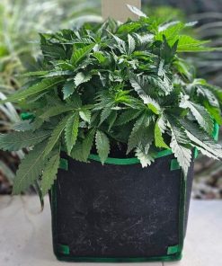 Snoop Dog OG Beginning Stages before flowering