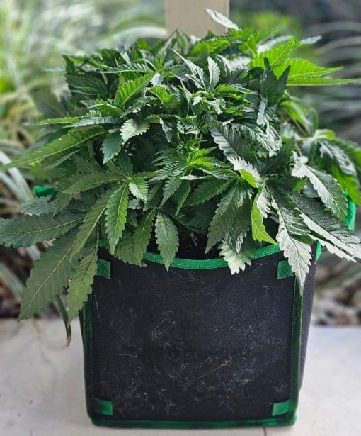 Snoop Dog OG Beginning Stages before flowering
