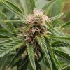 Snoop Dog OG Feminized Cannabis Plant
