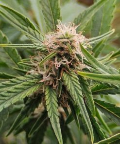 Snoop Dog OG Feminized Cannabis Plant