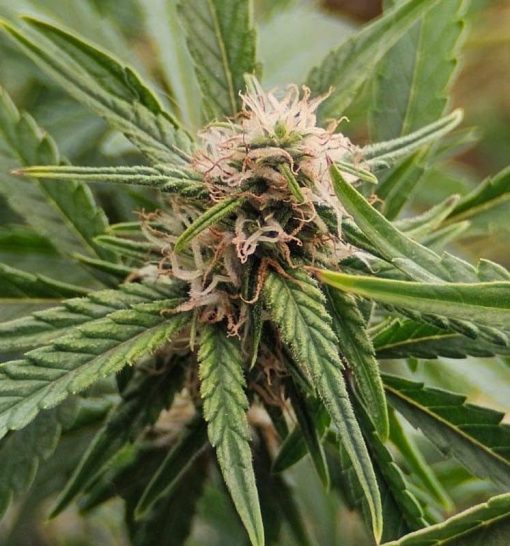 Snoop Dog OG Feminized Cannabis Plant