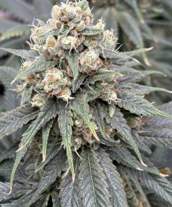 Strawberry Lemon Autoflower Cannabis Image