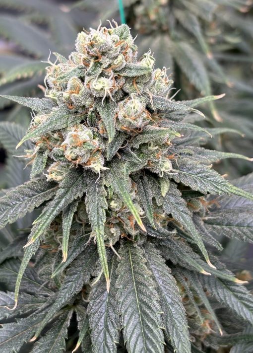 Strawberry Lemon Autoflower Cannabis Image