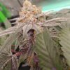 Tropicana Cherry Feminized Cannabis growing indoor environment