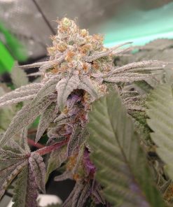 Tropicana Cherry Feminized Cannabis growing indoor environment