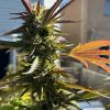 Biddy Early Feminized Cannabis Plant
