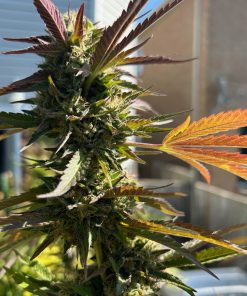 Biddy Early Feminized Cannabis Plant