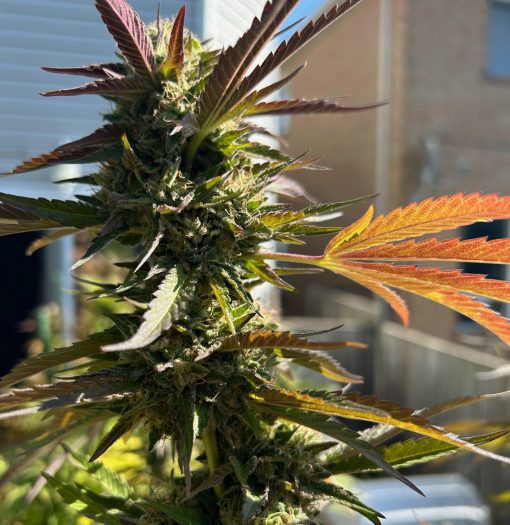 Biddy Early Feminized Cannabis Plant