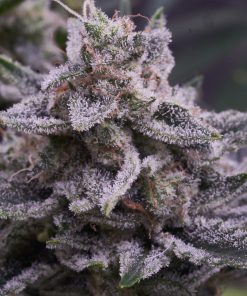 Biscotti 20 Cannabis Plant