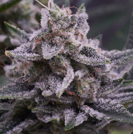 Biscotti 20 Cannabis Plant