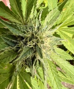 Do Si Dos Cannabis Plant
