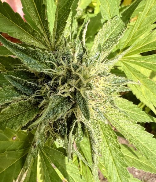 Do Si Dos Cannabis Plant