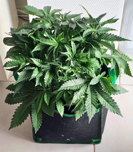 Do si do Beginning Stages of Growing