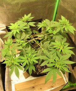 Harle-Tsu CBD Beginning Stages